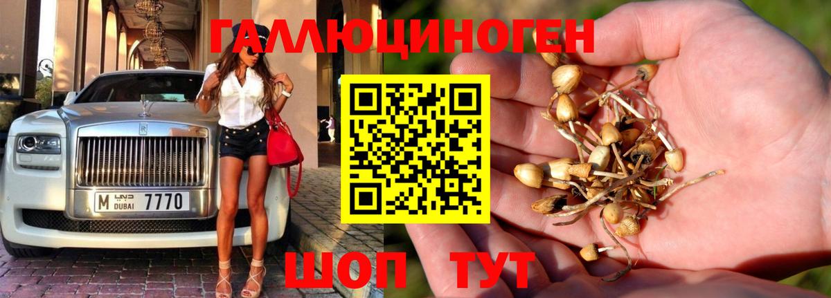 Псилоцибиновые грибы GOLDEN TEACHER  Вход с VPN  Домодедово  Псилоцибиновые грибы мицелий 
